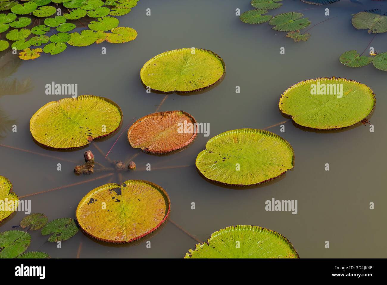 Lotus leaf floating on water, green Lotus leaf in a pond Stock Photo ...