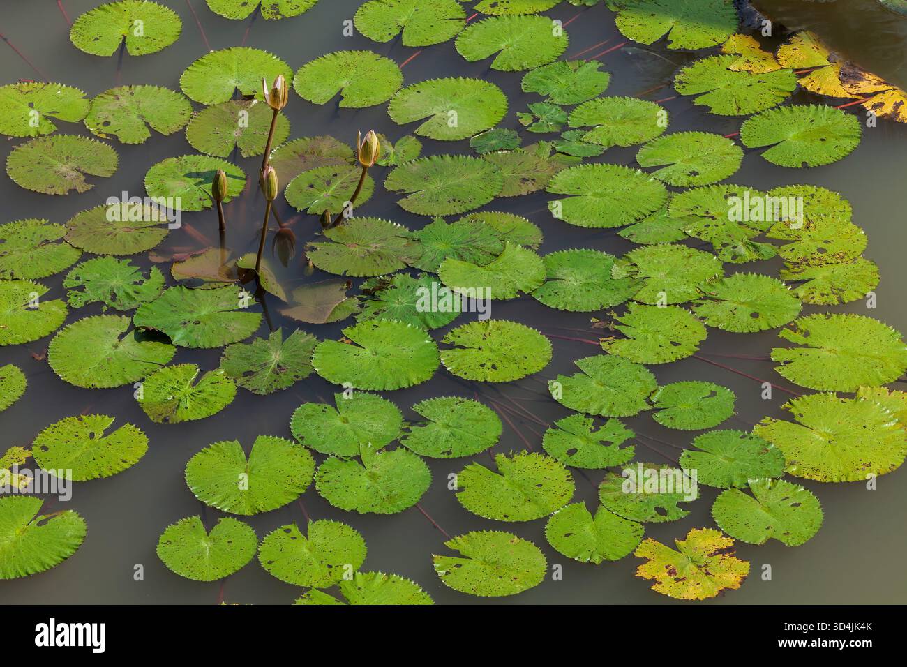 Lotus leaf floating on water, green Lotus leaf in a pond Stock Photo ...