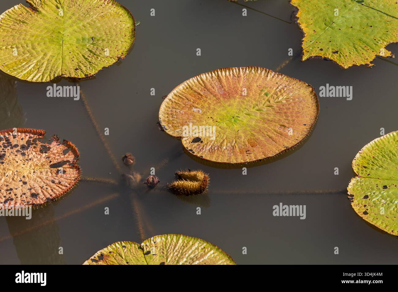 Lotus leaf floating on water, green Lotus leaf in a pond Stock Photo ...