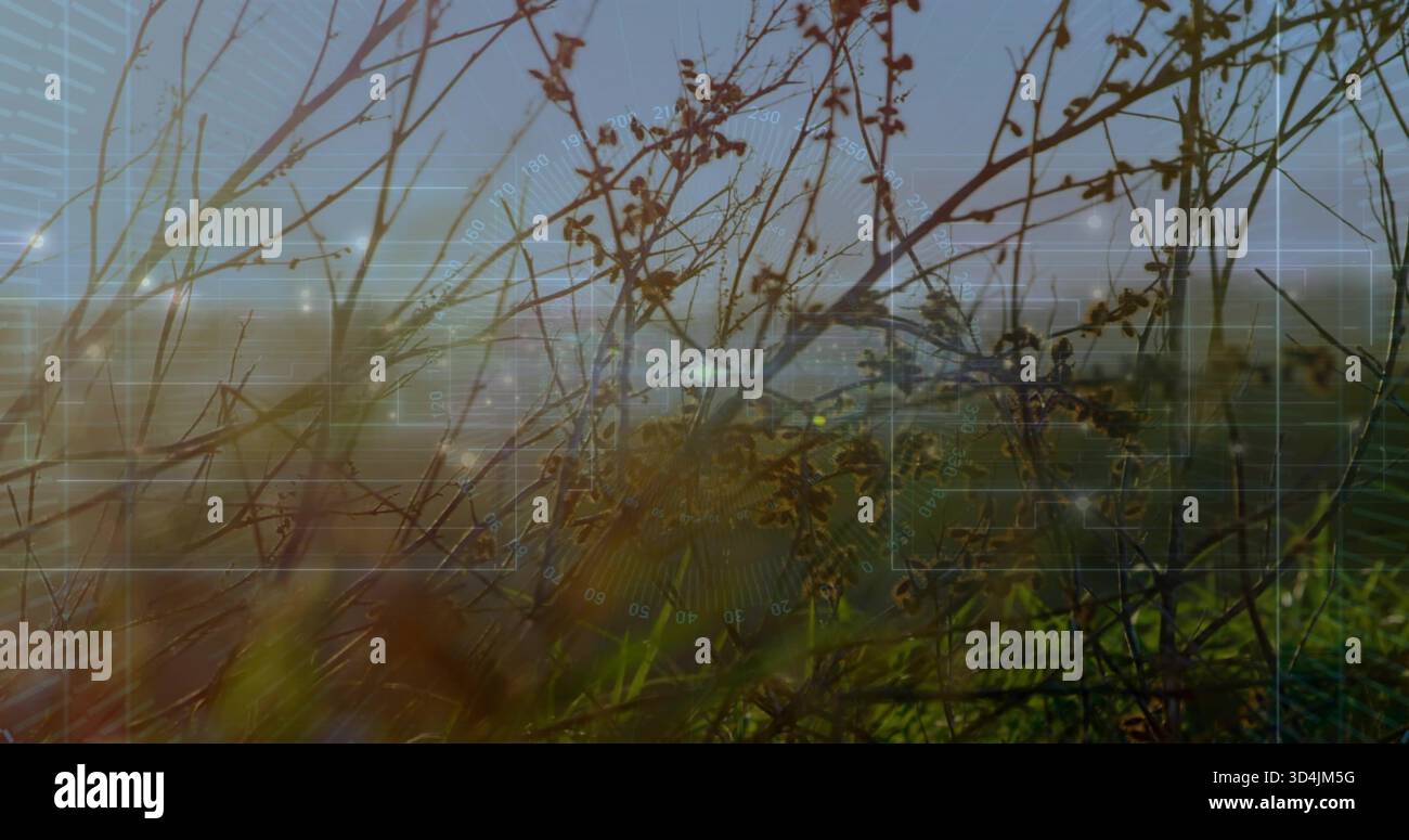 Backlit dry plant stems forming sharp cluster in meadow near distant buildings, with HUD overlay Stock Photo