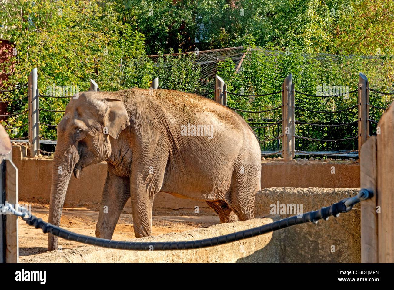 Moscow, Russia -30 September, 2025, The Asian elephant in Moscow Zoo, Russia, in the Moscow Zoo , Stock Photo