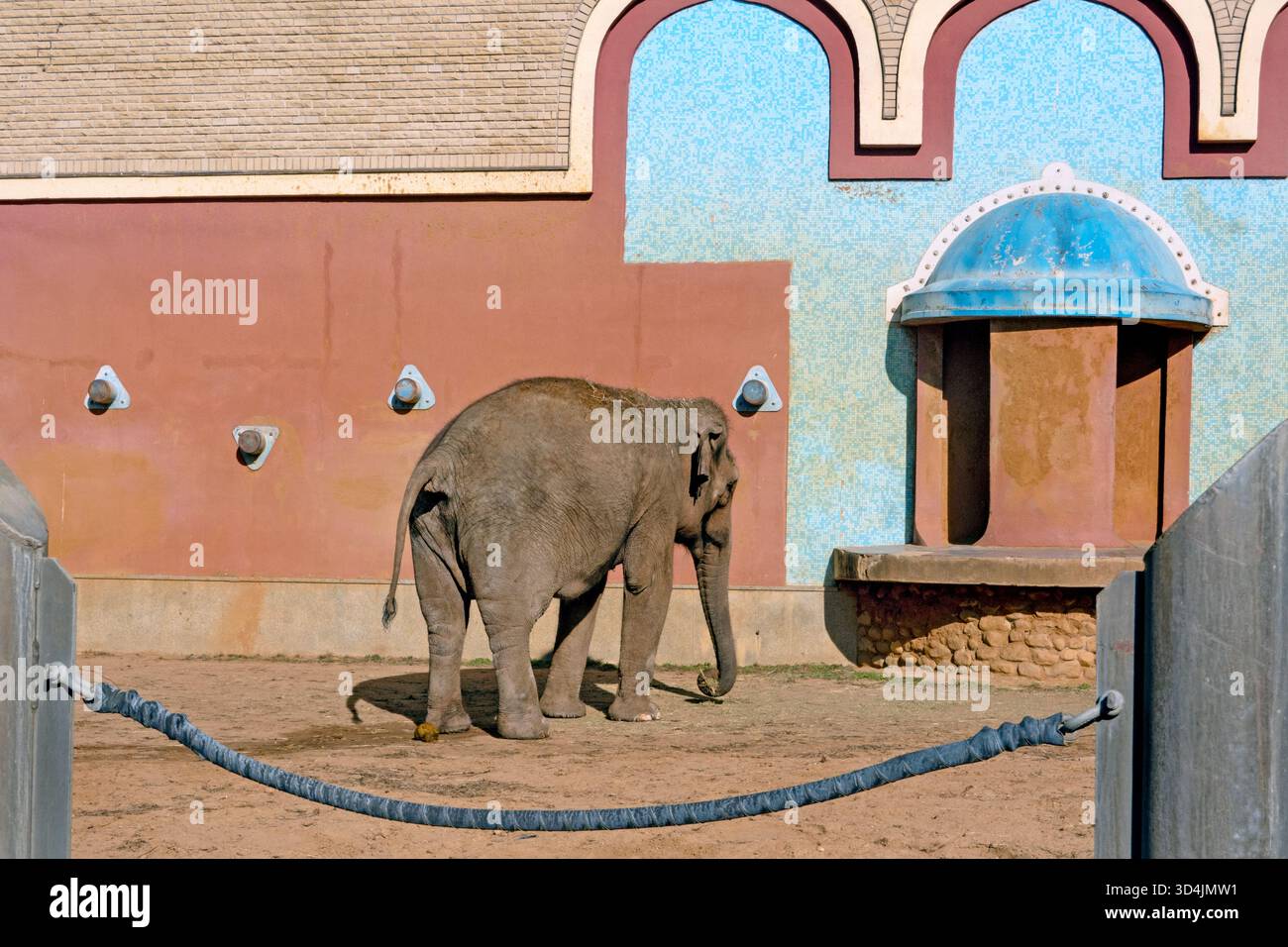Moscow, Russia -30 September, 2025, The Asian elephant in Moscow Zoo, Russia, in the Moscow Zoo , Stock Photo