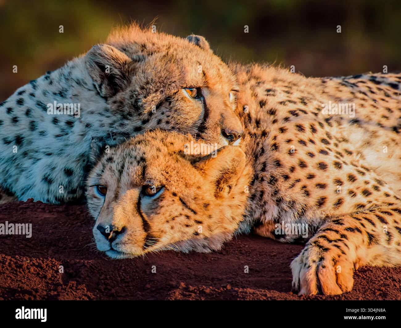 this pair of cheetah brothers was hugging+multi tasking by resting, giving comfort and love to each other, as well as observing the horizon for danger Stock Photo