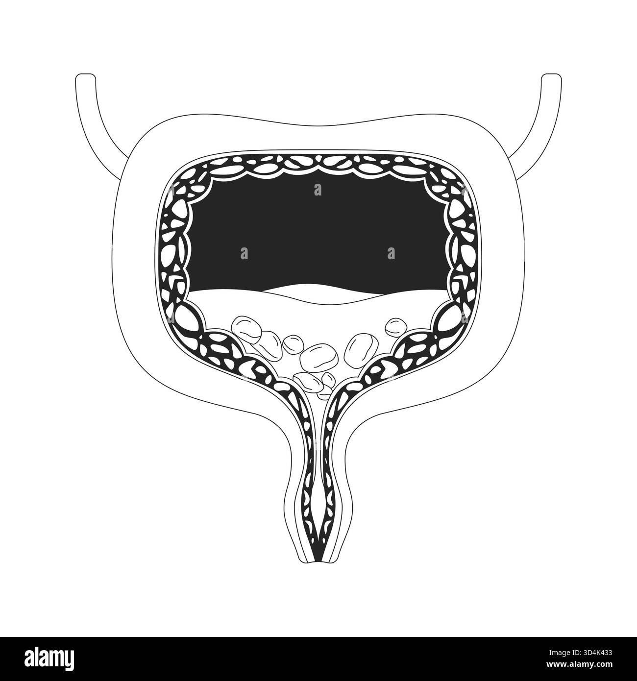 Cross section of the urinary bladder Stock Vector Images - Alamy