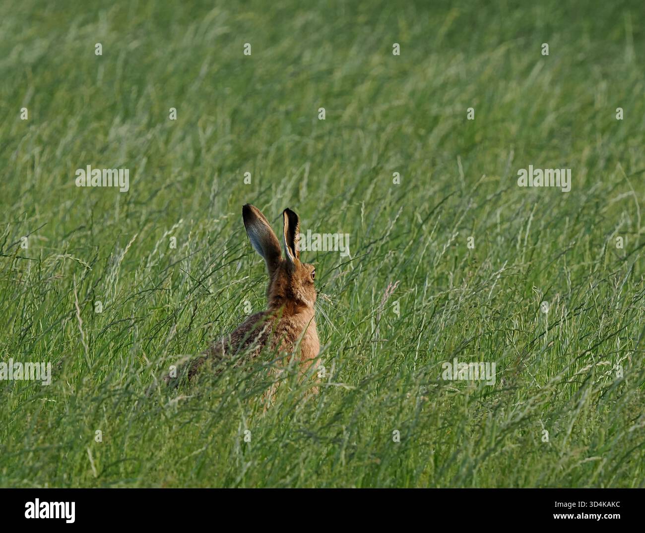 Brown hare in June have deep grass to hide their offspring in attempting to evade aerial and ground predators. Stock Photo