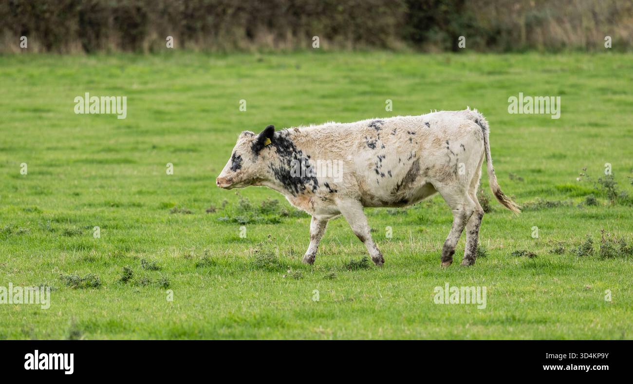 A white and black-spotted cow walks across a lush green pasture ...