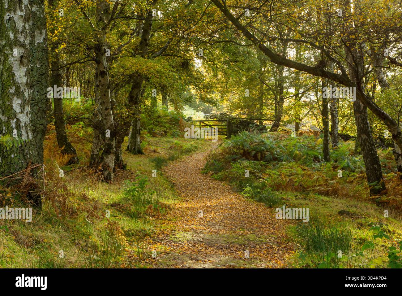 A leaf covered path winding its way through birch woodland in early autumn colours, located at Danby Park in the North York Moors national park - Stock Image