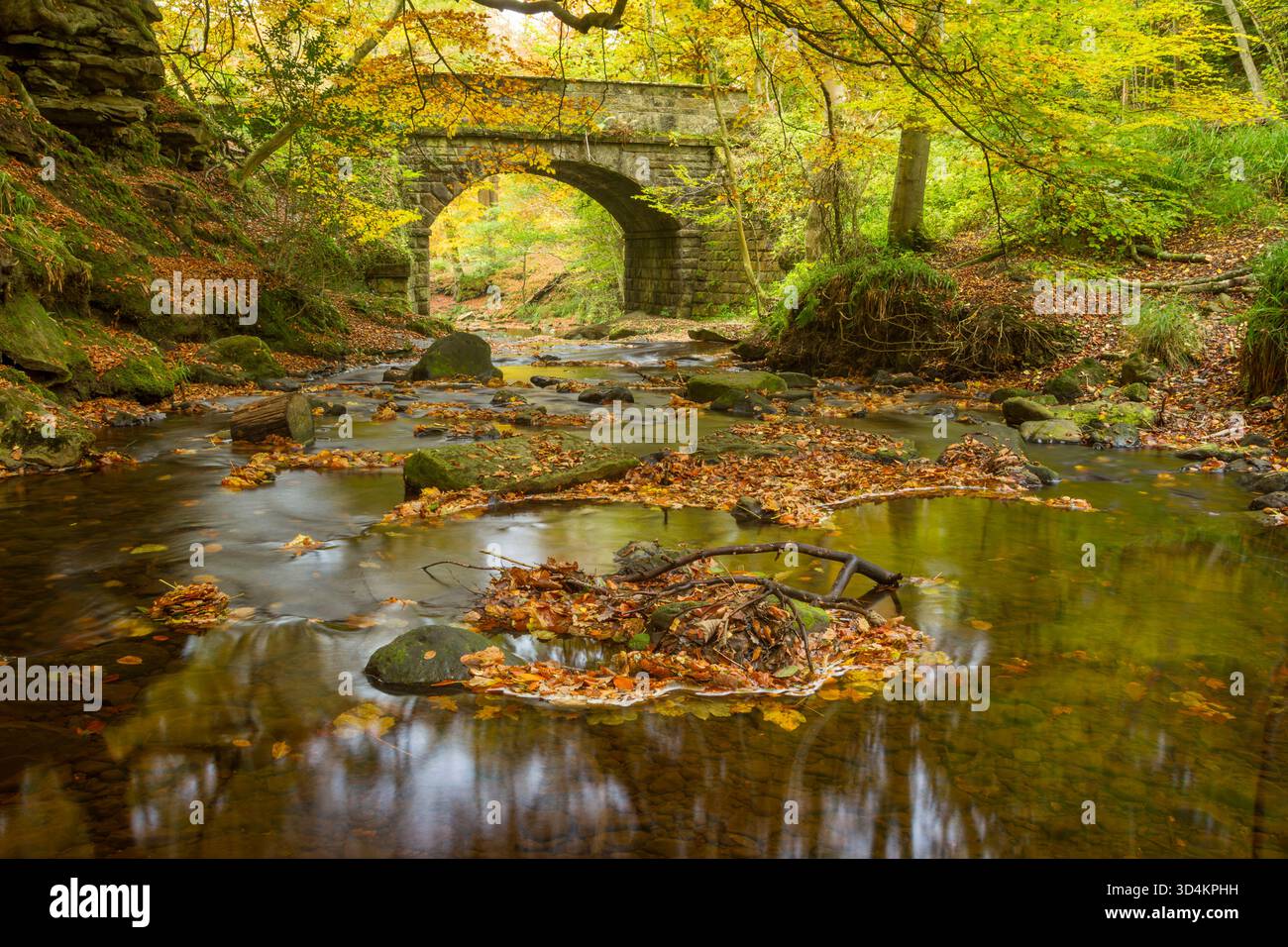 The small stream of May Beck winds its way through deciduous woodland in autumn upstream of Falling Foss in the North York Moors - Stock Image