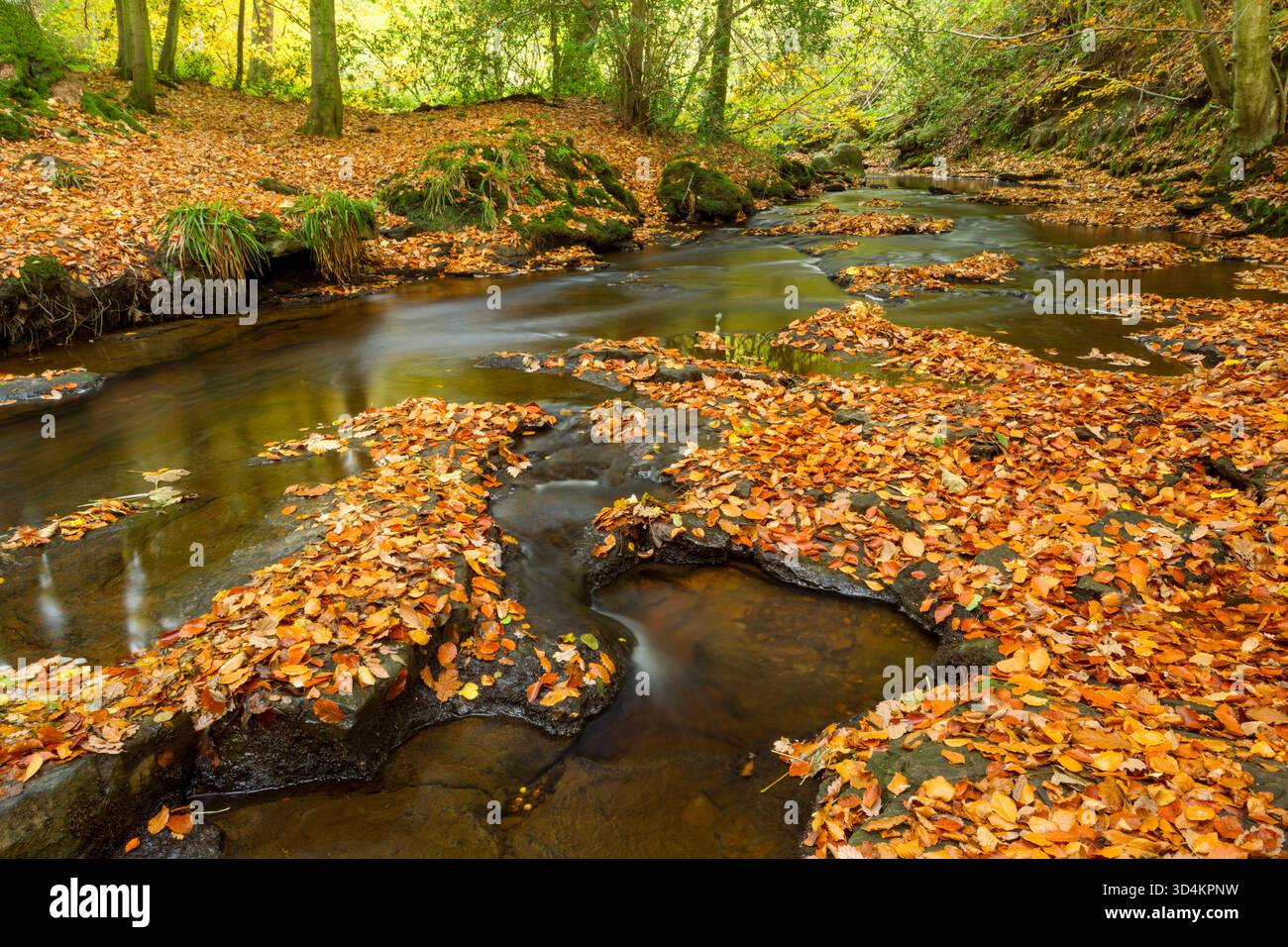 The small stream of May Beck winds its way through deciduous woodland in autumn upstream of Falling Foss in the North York Moors - Stock Image