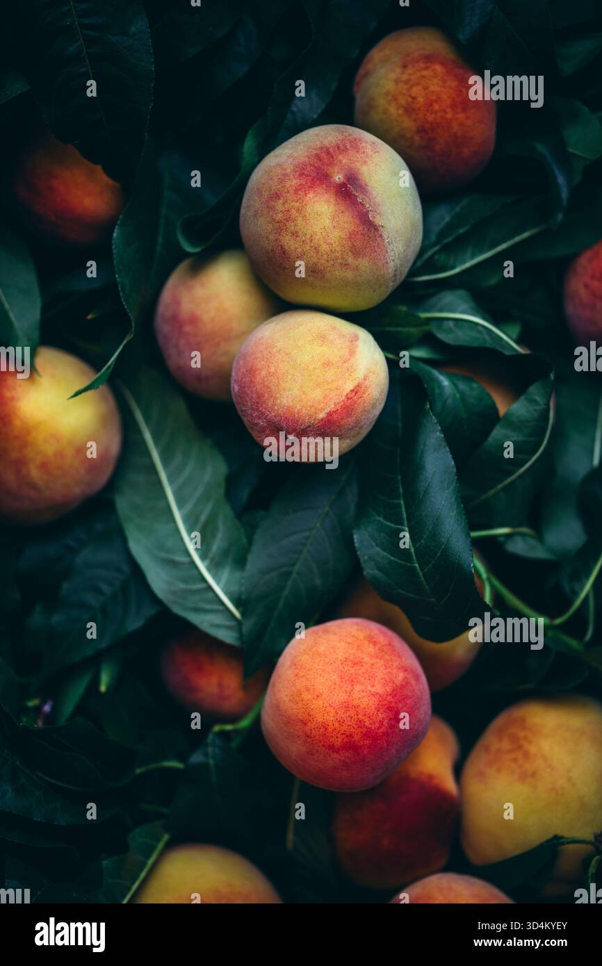 Peaches growing on a tree Stock Photo