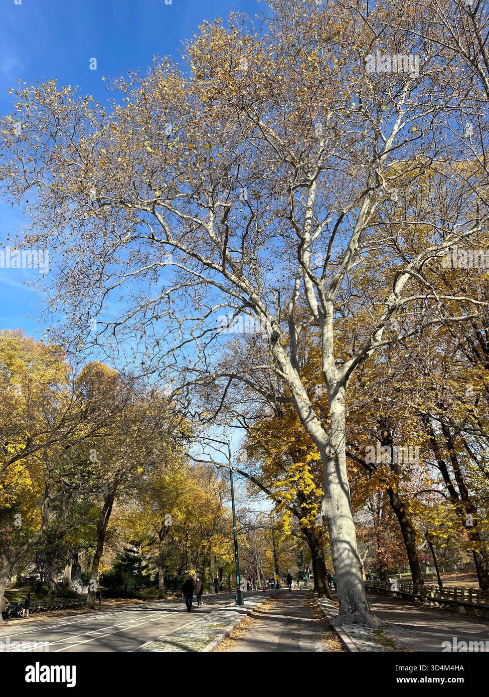 Central Park — ever-changing, ever-alive, where each season tells its own New York story. - Smartphone Captured Stock Image