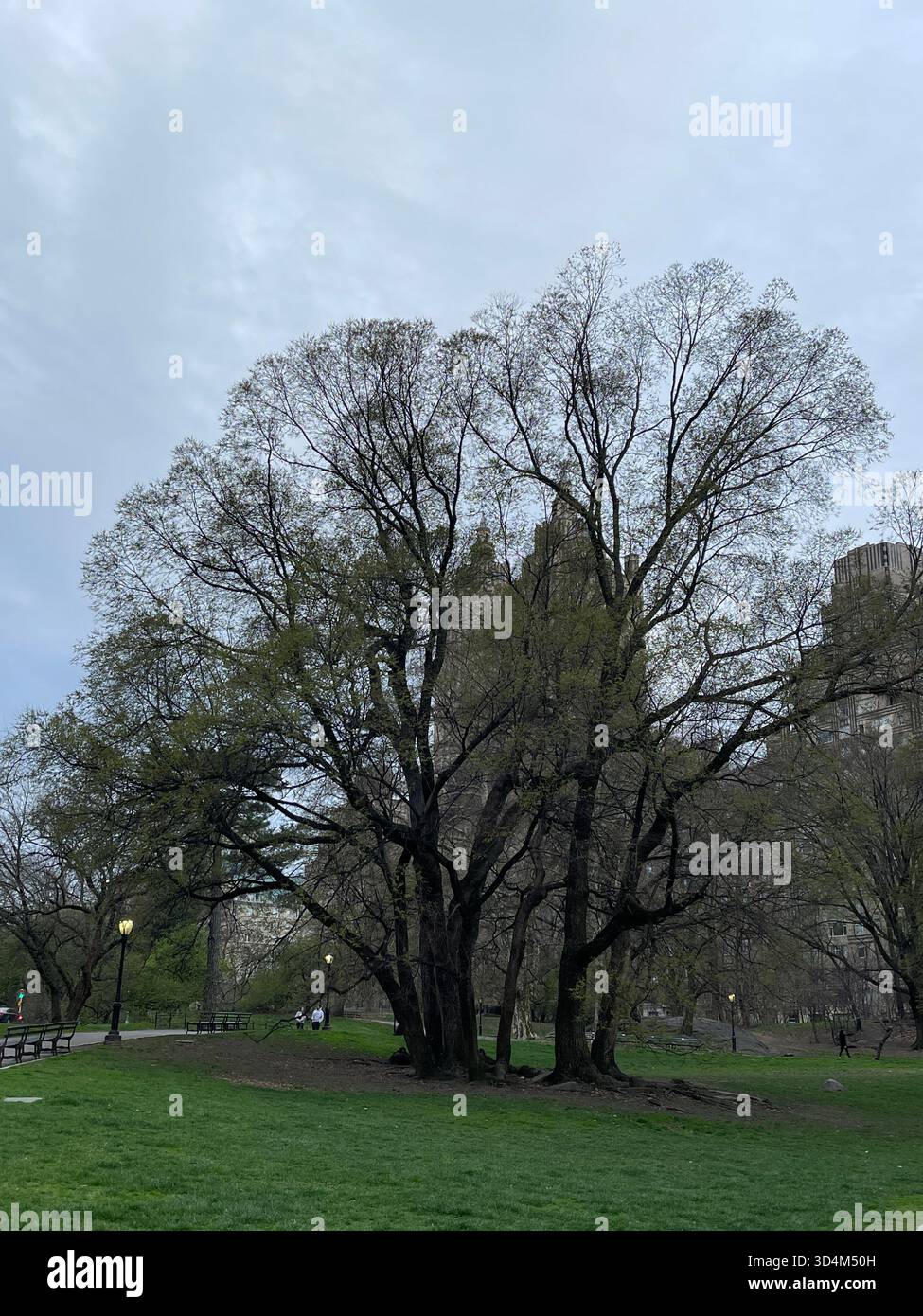 Central Park — ever-changing, ever-alive, where each season tells its own New York story. - Smartphone Captured Stock Image
