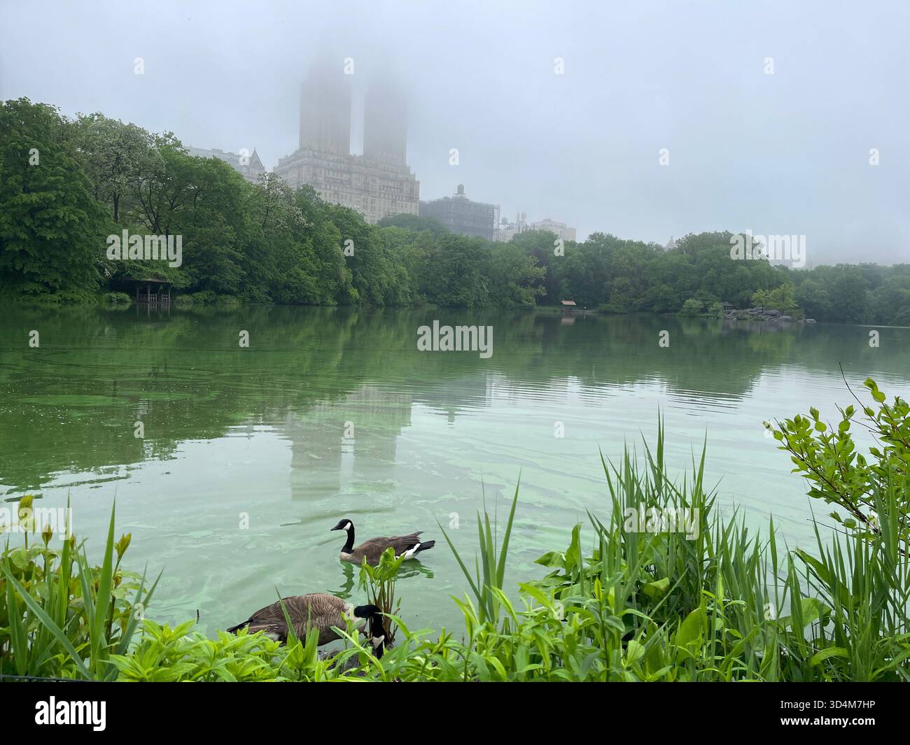 A dreamy spring morning at the Lake in Central Park. - Smartphone Captured Stock Image