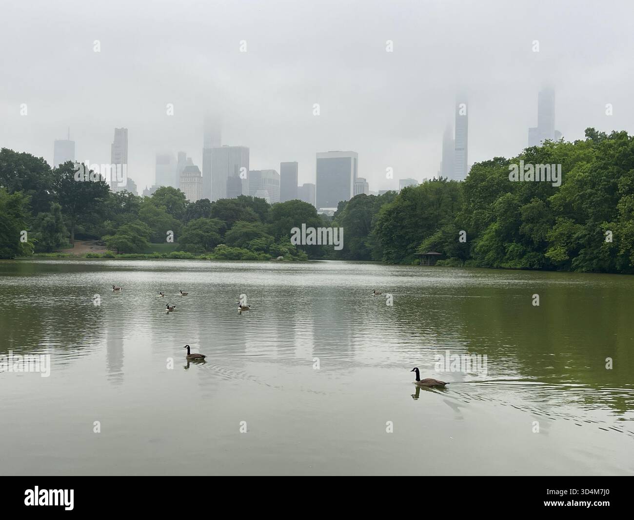 A dreamy spring morning at the Lake in Central Park. - Smartphone Captured Stock Image