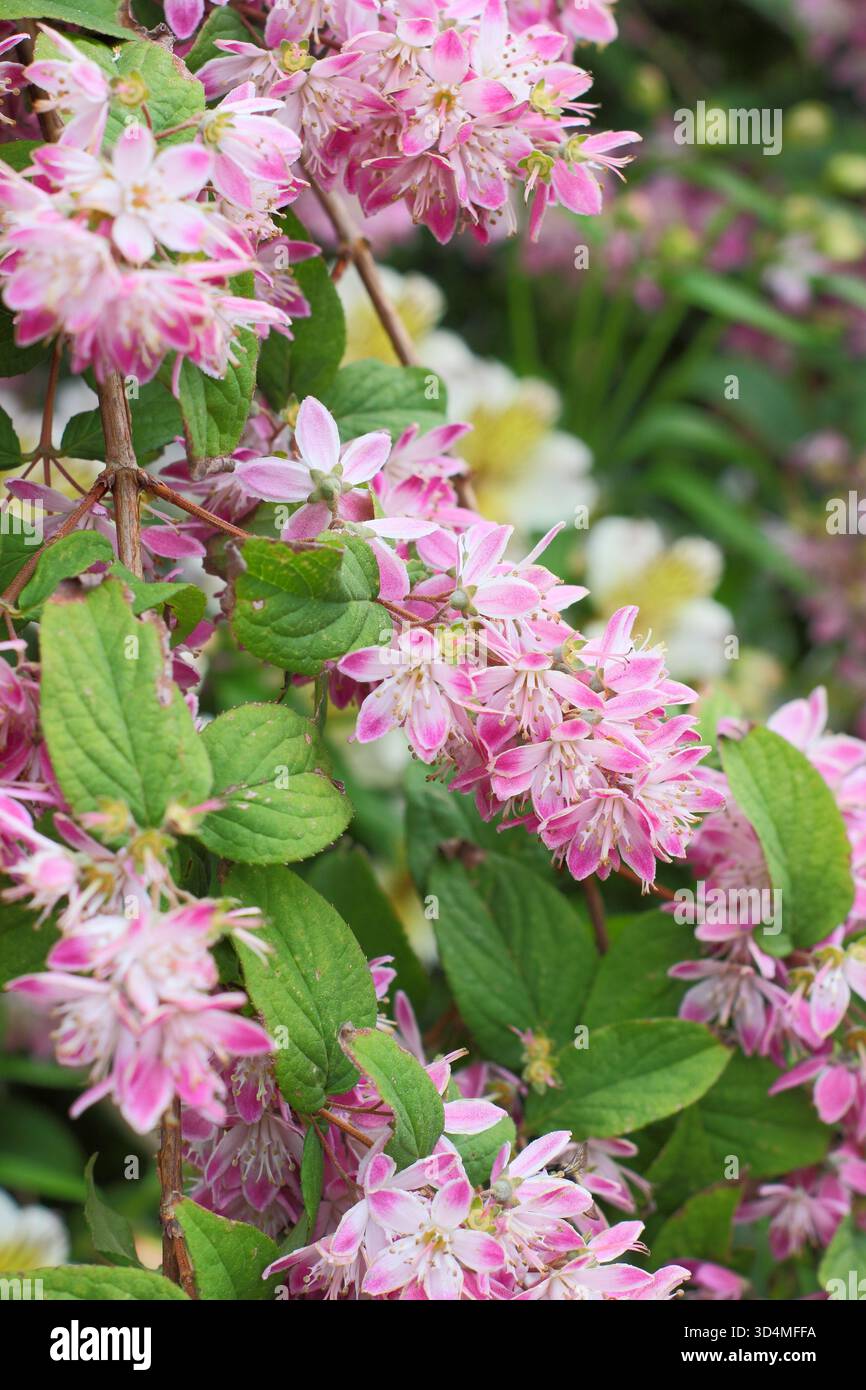Deutzia x hybrida Strawberry Fields, deciduous flowering shrub with  clusters of small pink flowers flowering in June Stock Photo - Alamy