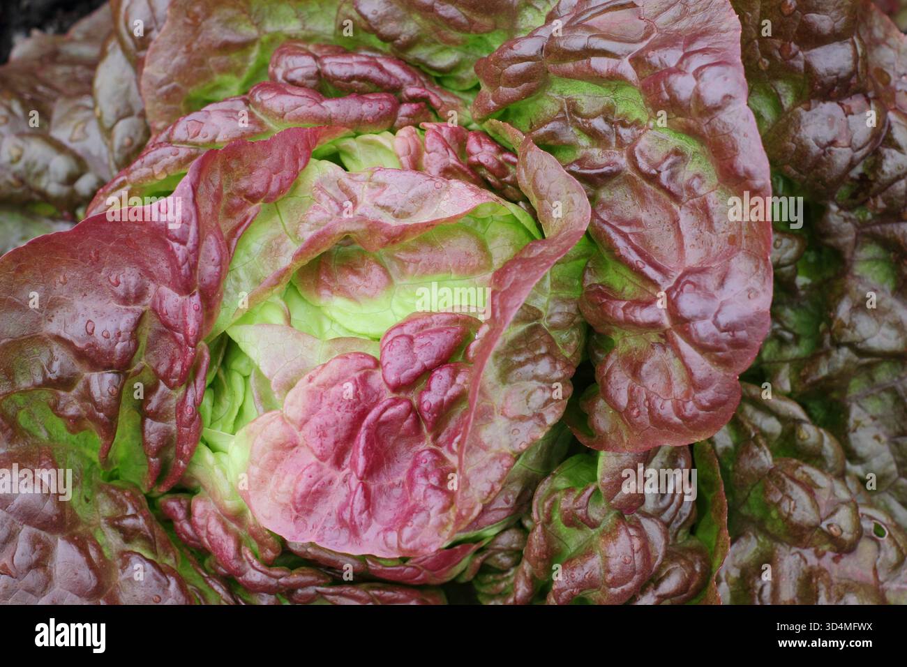 Lactuca sativa Cervanek lettuce plant close up of red and green leaves Stock Photo