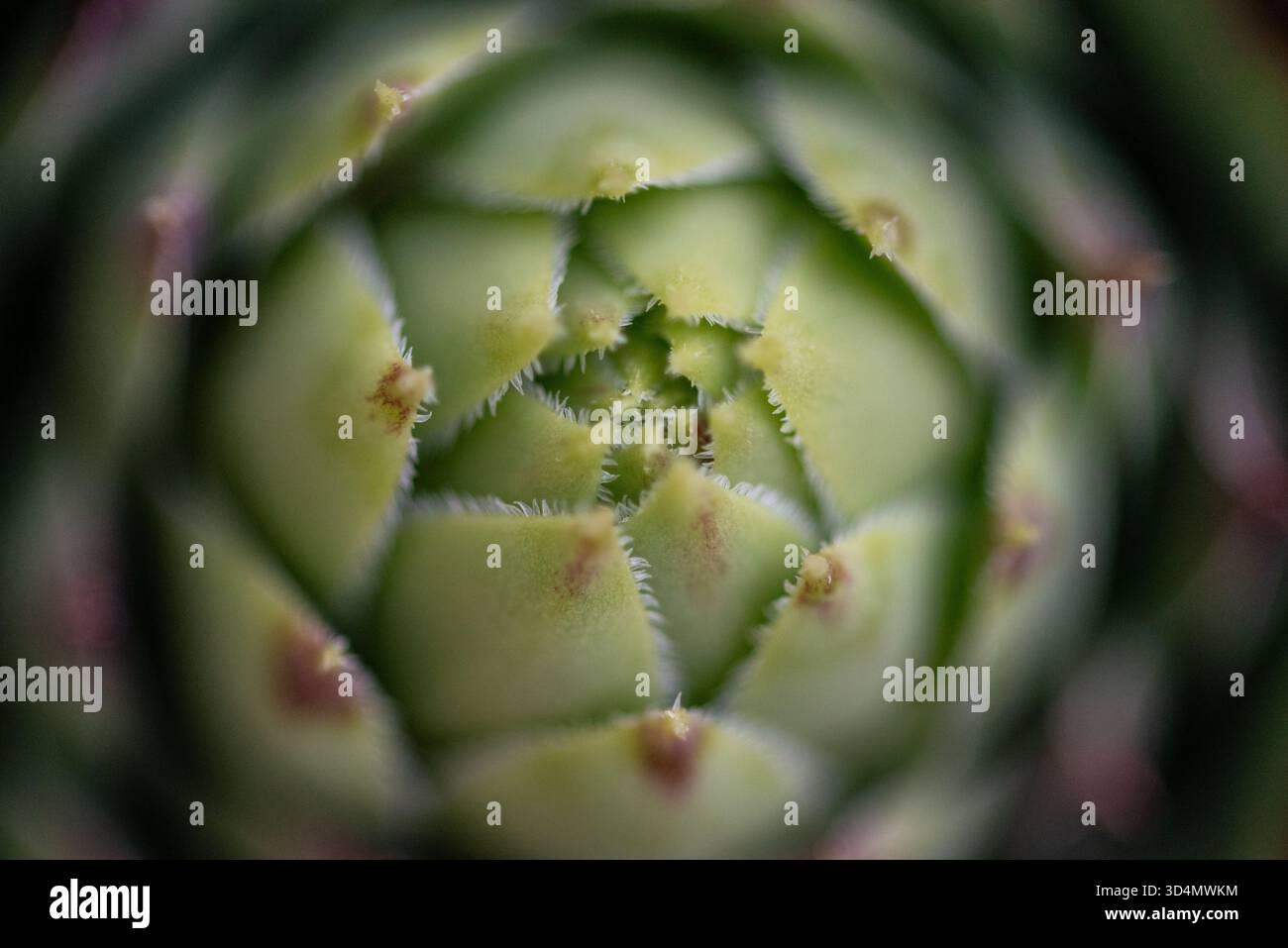 Intricate pattern leaf shapes hi-res stock photography and images - Alamy