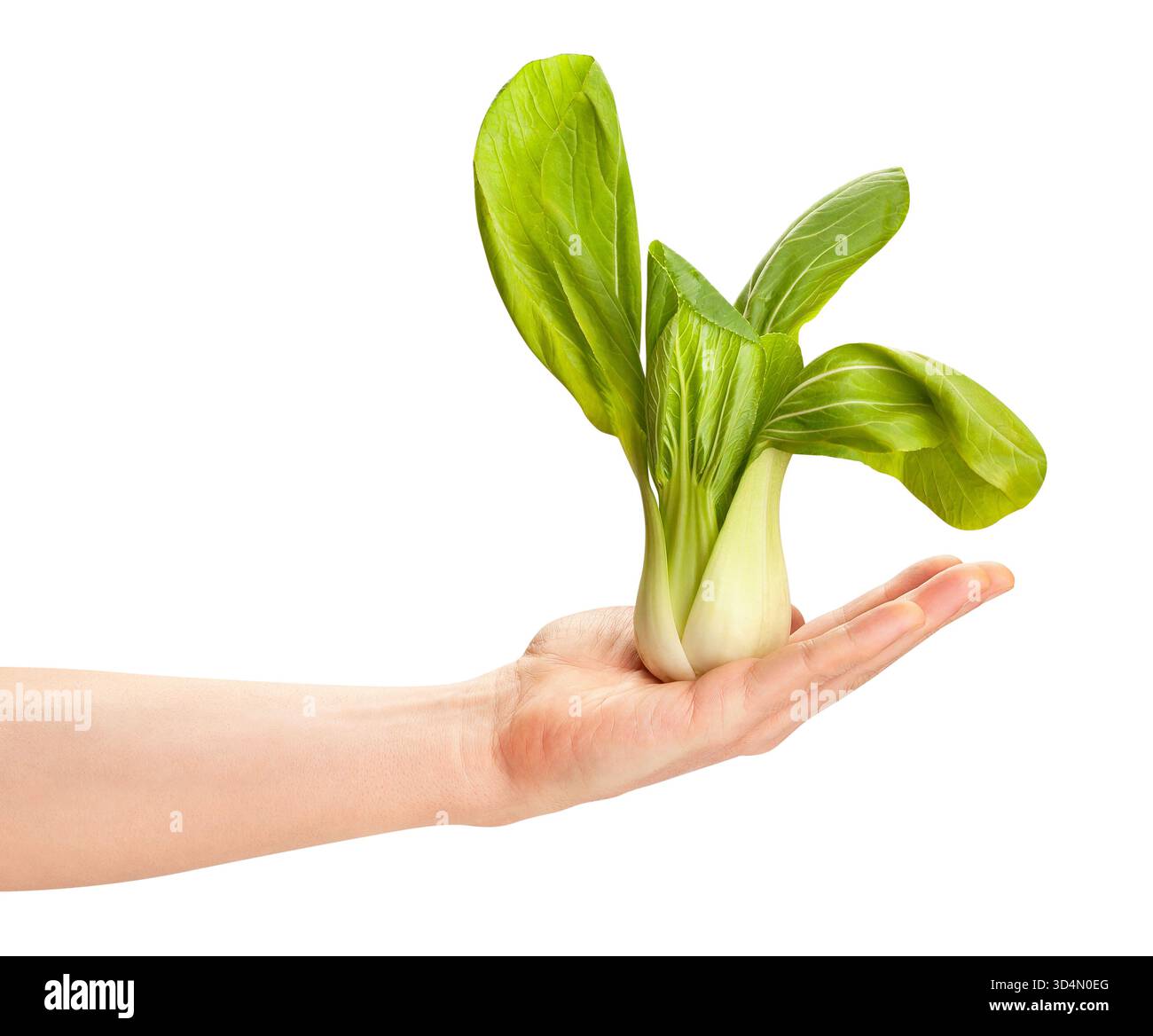 bok choy cabbage in hand path isolated on white Stock Photo