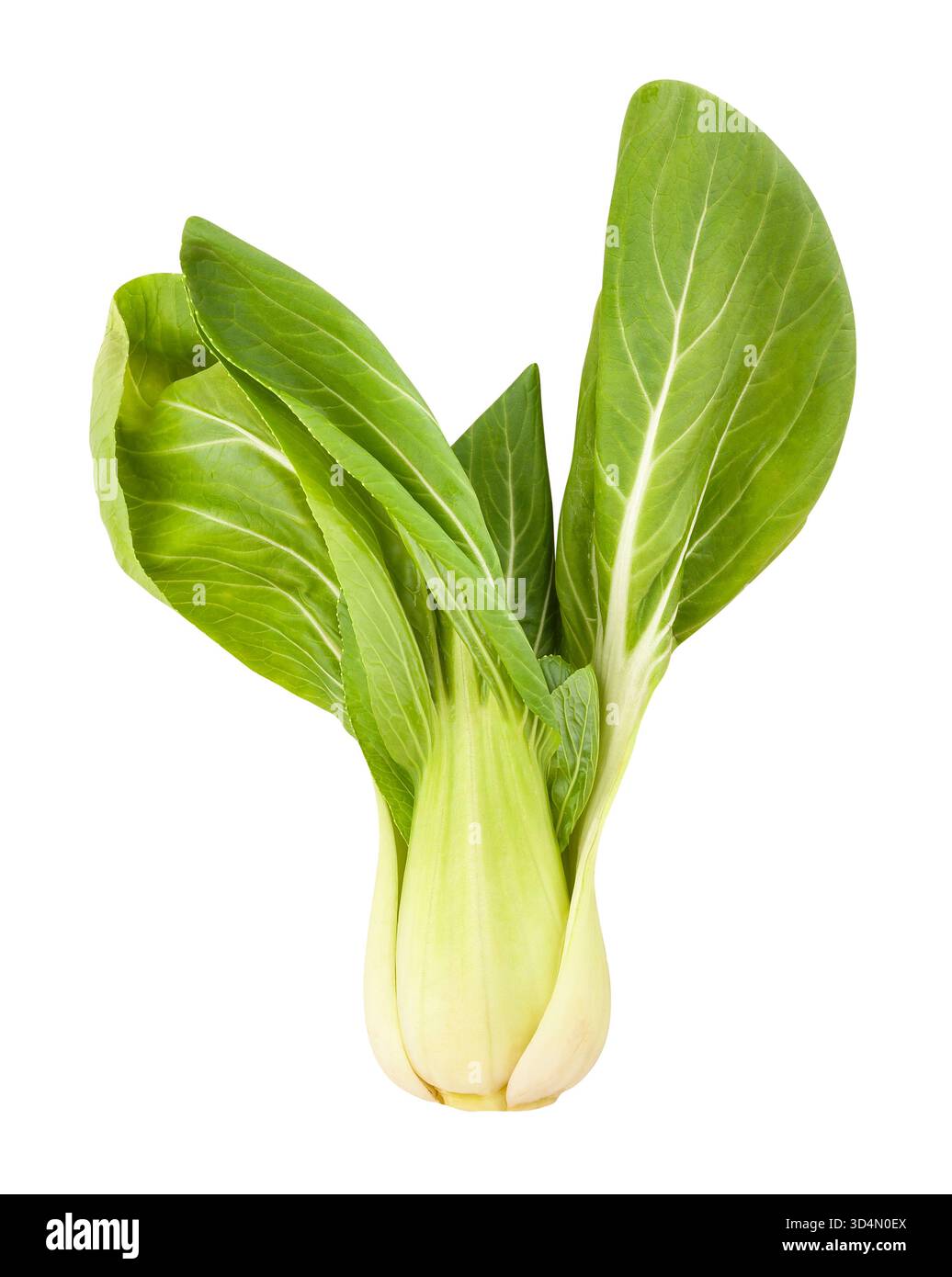 bok choy cabbage path isolated on white Stock Photo