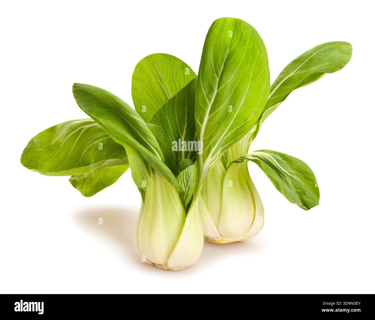 bok choy cabbage path isolated on white Stock Photo