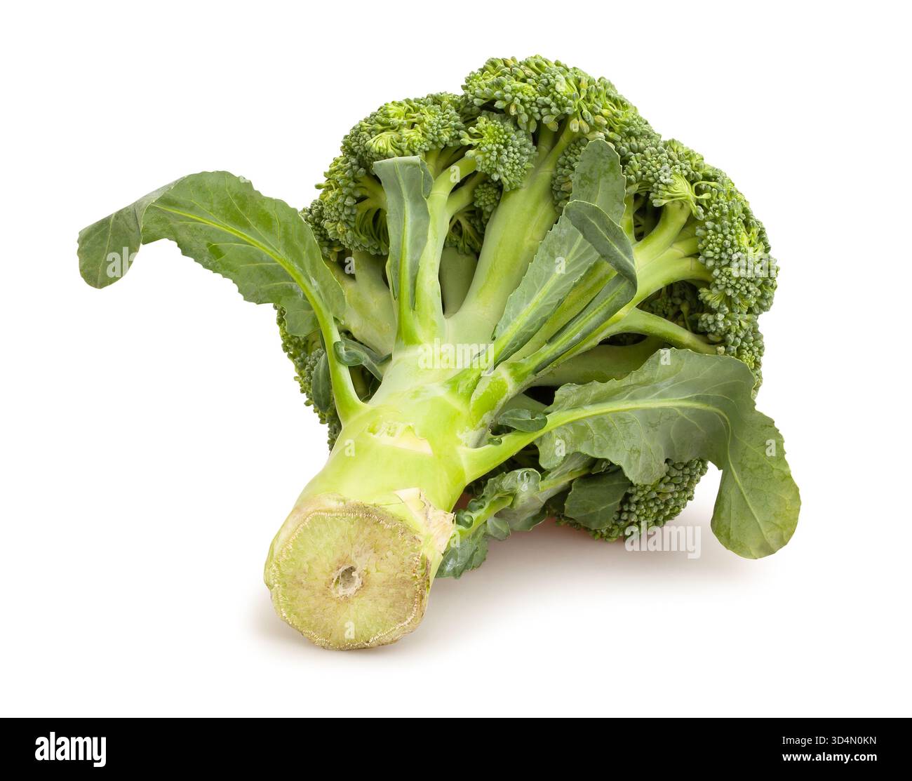 broccoli path isolated on white Stock Photo