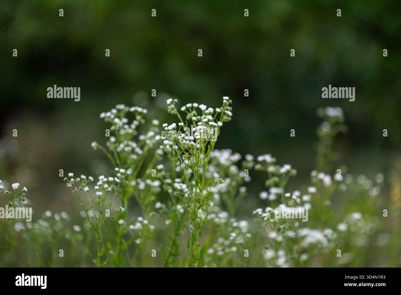Field of daisy wildflowers with white blooms in a lush green meadow ...
