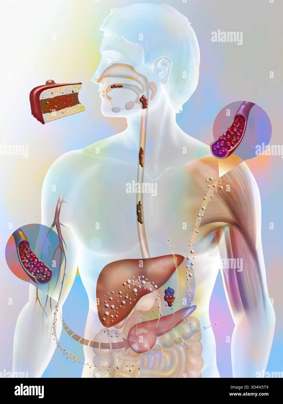 Secretion and mode of action of insulin in a non-diabetic person ...