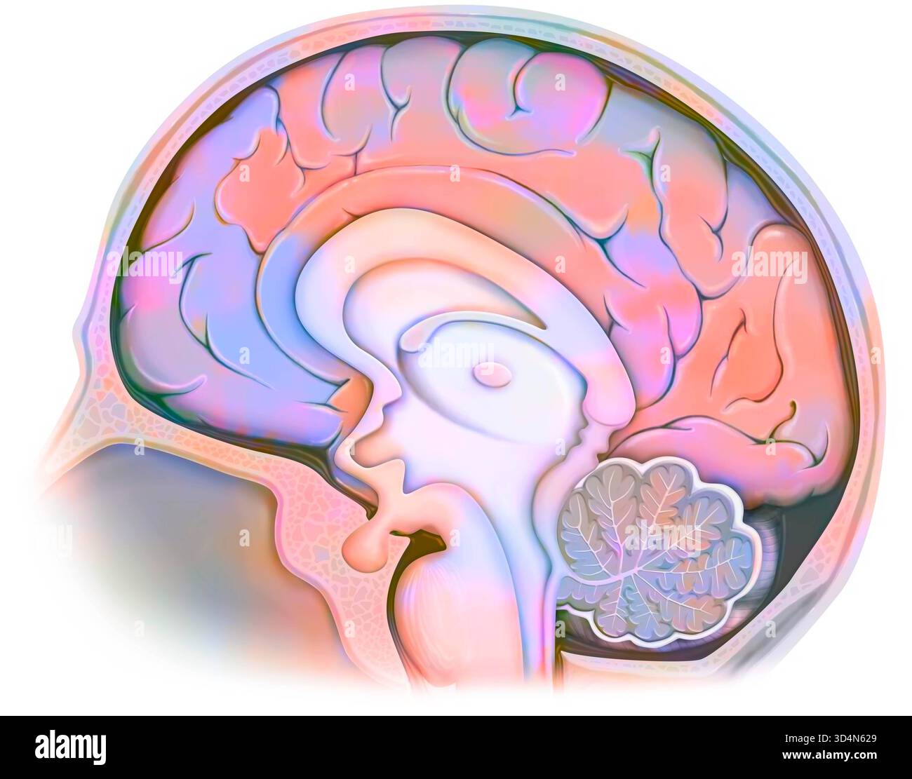 Anatomy of the brain in the skull median section, with: - the skull in beige, - the meninges with the cerebrospinal fluid, - the cerebral cortex, - th Stock Photo