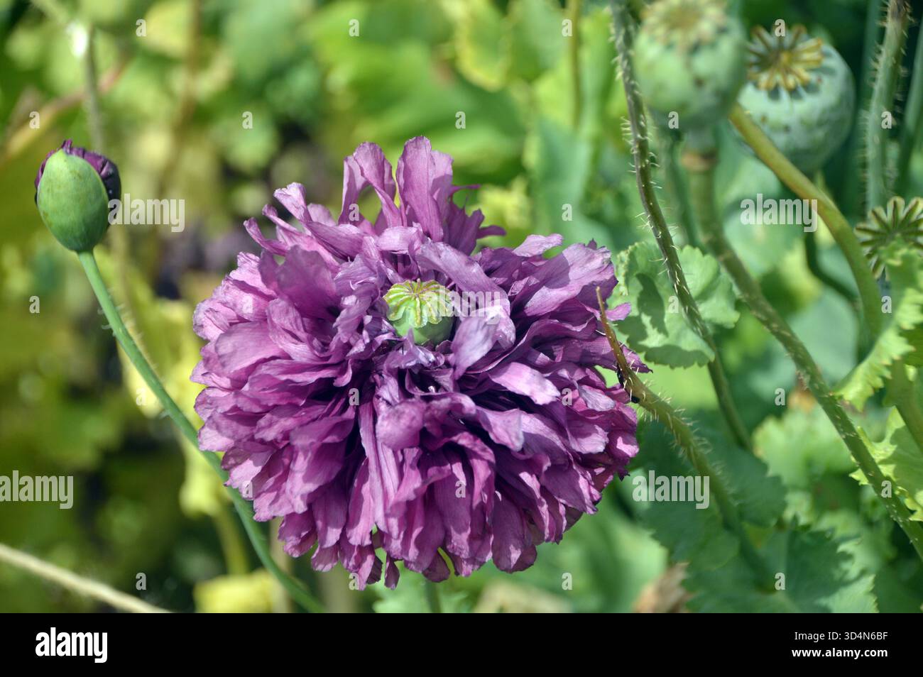 Poppy Rhs Single Papaver Somniferum (Paeoniflorum) 'Purple Peony Poppy' on ...