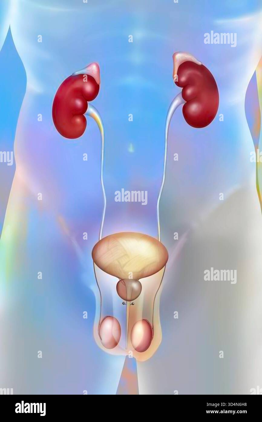 Illustration of bladder and prostate pathologies: cystitis extremely ...