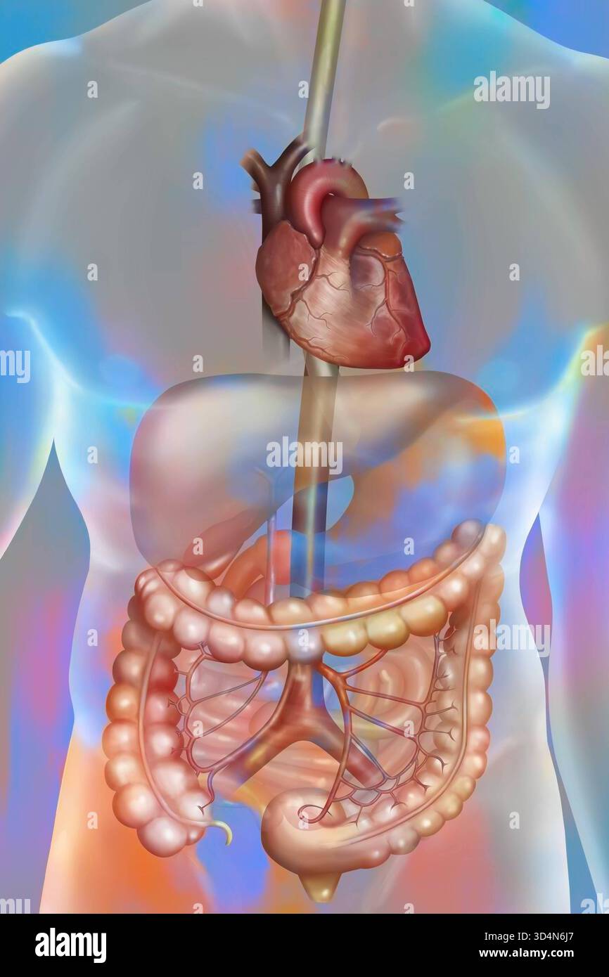 Aorta abdominal inferior hi-res stock photography and images - Alamy