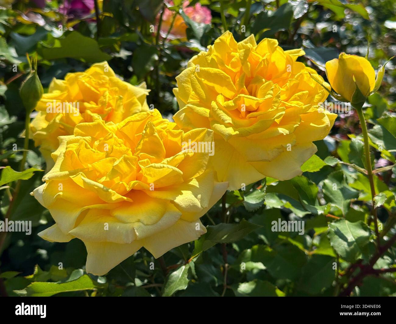 Yellow rose flowers in summer garden Stock Photo