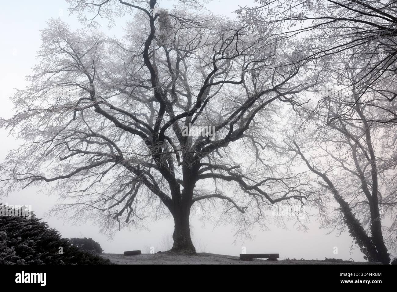 Silhouette of tree branches in winter in fog. Cold weather concept. Stock Photo
