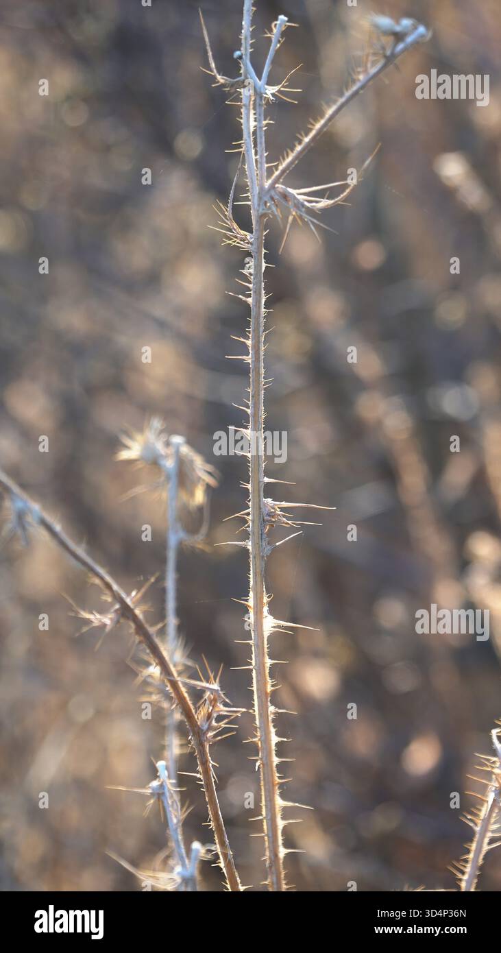 Plant defense mechanisms hi-res stock photography and images - Alamy