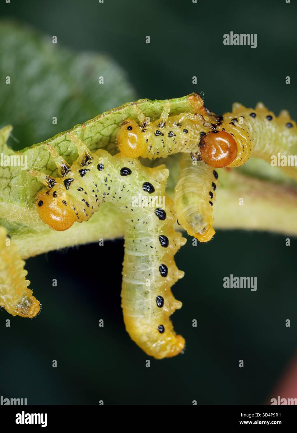 Tree Larvae Apple leaf sawfly (Pristiphora maesta). Larvae, caterpillars eating ...