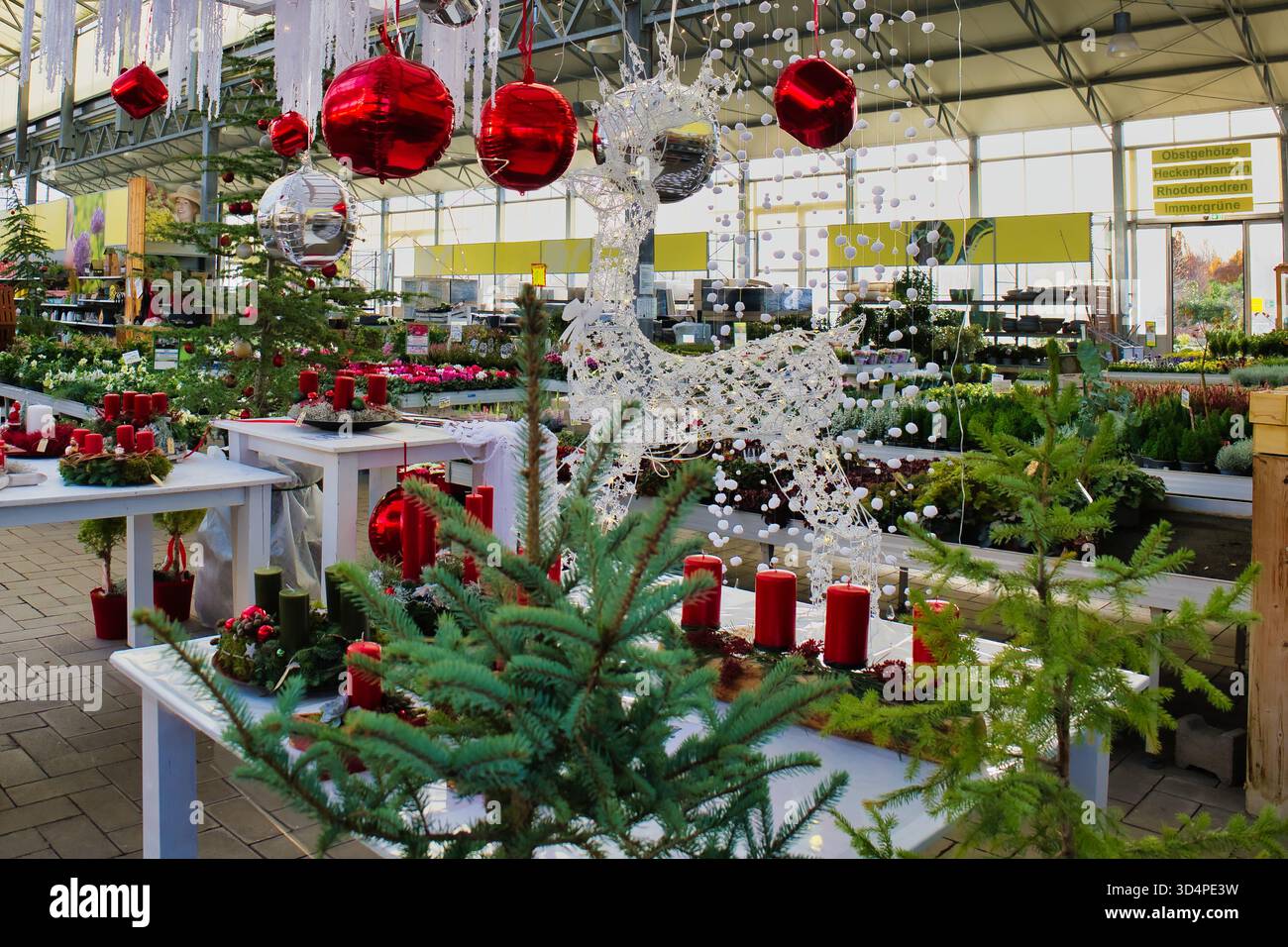 christmas-decorations-and-festive-plants-with-red-candles-and-reindeer