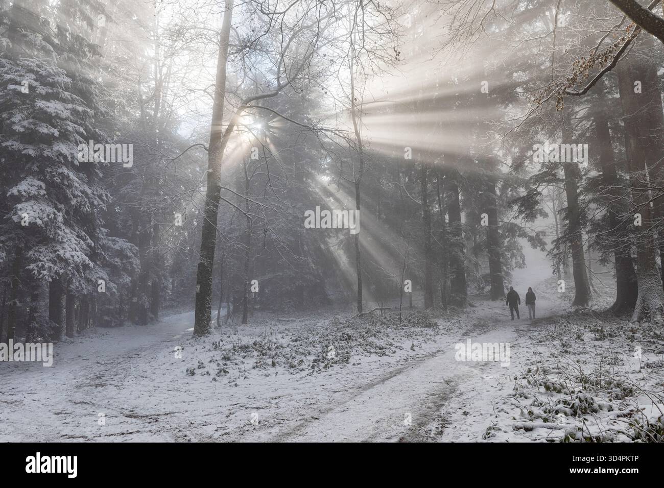 Sun rays forest in winter, Sljeme Stock Photo