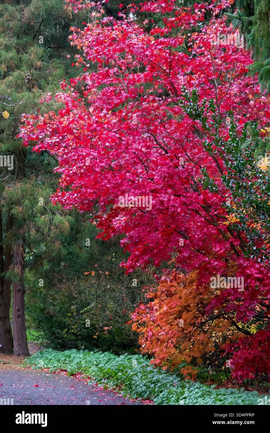 Japanese maple in autum park Stock Photo