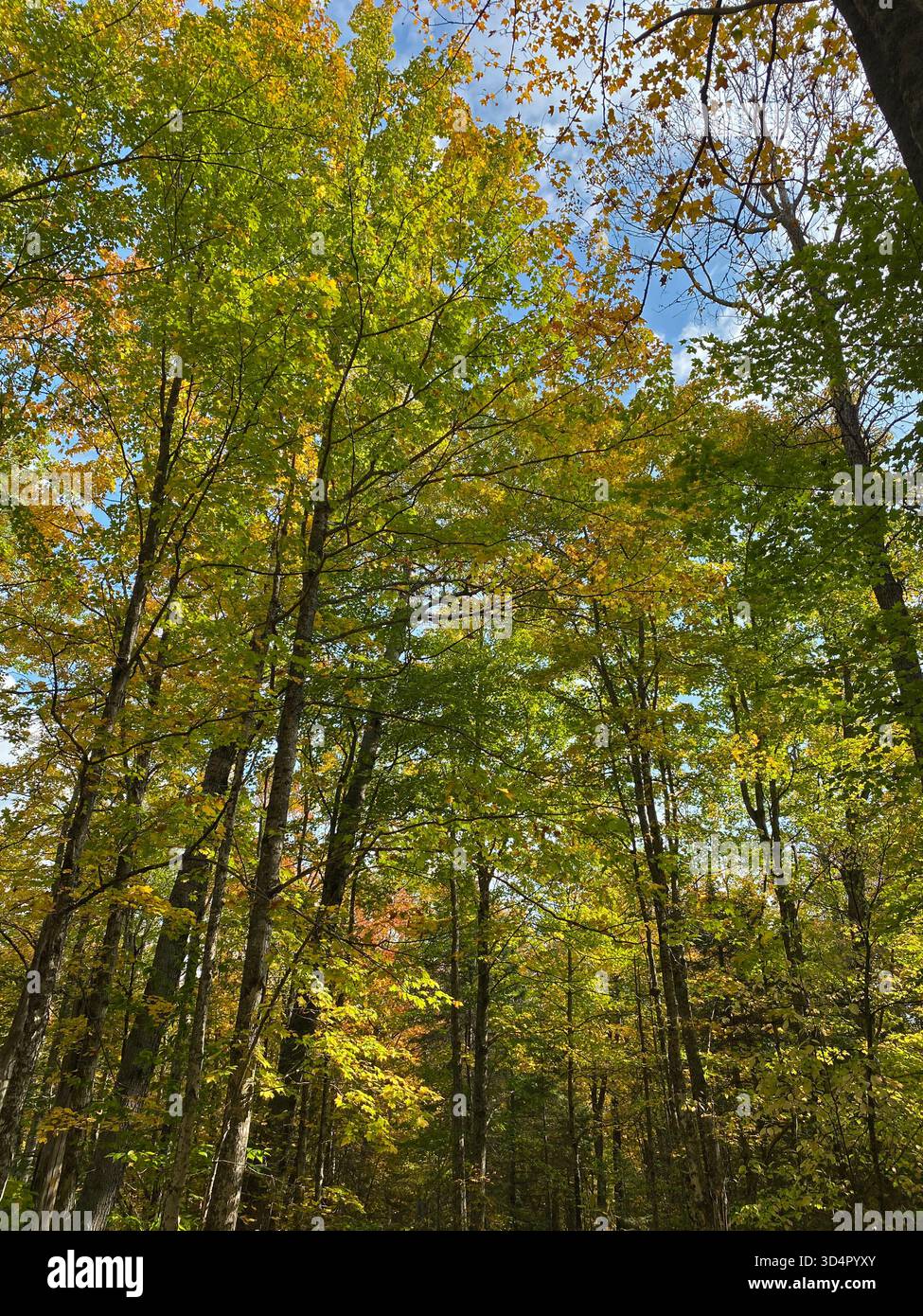 Looking up into a tree canopy at the fall foliage, in autumn, at Laughing Whitefish Falls Scenic Site, in the upper peninsula of Michigan, USA - Smartphone Captured Stock Image