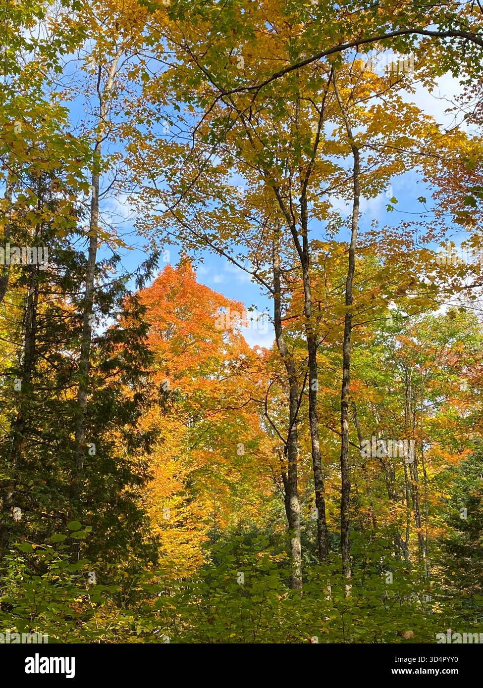 An autumn, forest landscape with fall foliage, at Laughing Whitefish Falls Scenic Site, in the upper peninsula of Michigan, USA - Smartphone Captured Stock Image