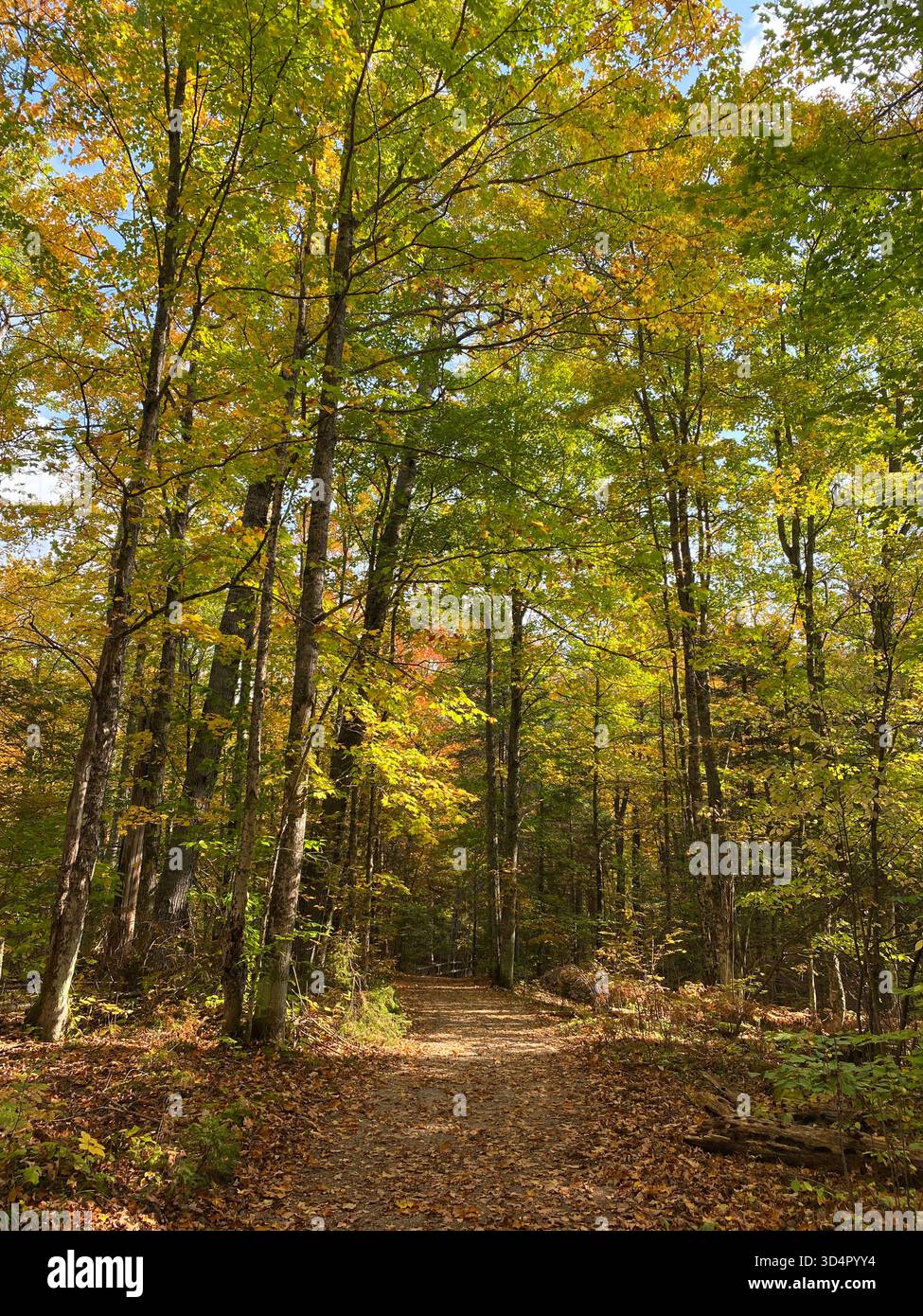 A hiking path leading through a Beech and Maple forest, with leaves changing colors, in the fall, in Michigan - Smartphone Captured Stock Image