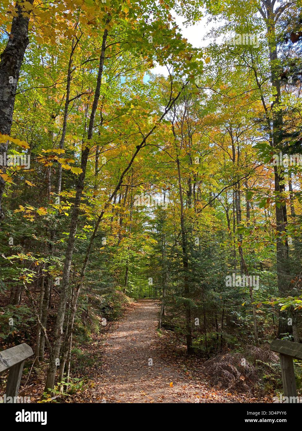 A hiking path leading through a Beech and Maple forest, with leaves changing colors, in the fall, in Michigan - Smartphone Captured Stock Image