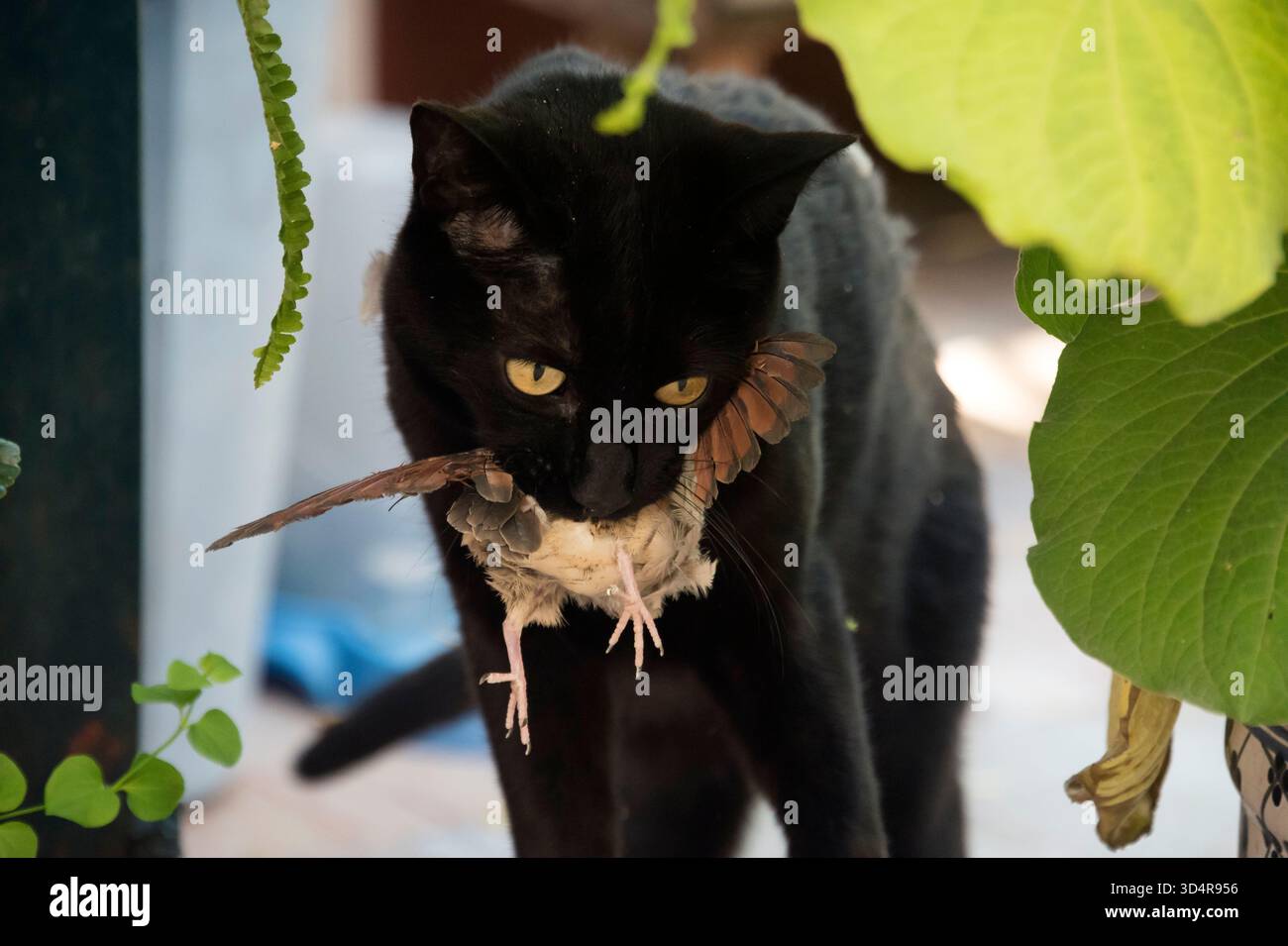 Raúl, the hunting black cat and his prey: a little bird Stock Photo - Alamy