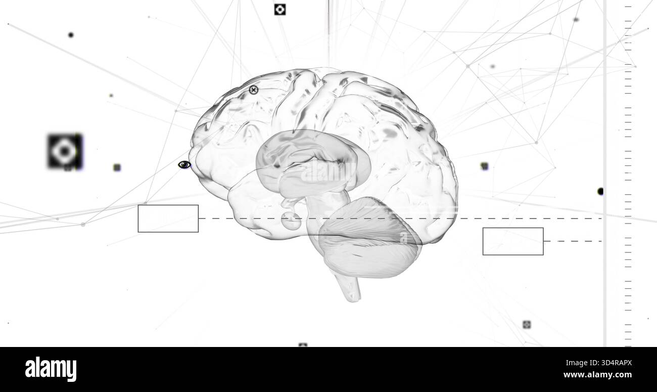 Showing translucent 3D brain rotating on white field, showing network nodes and dashed guideline Stock Photo
