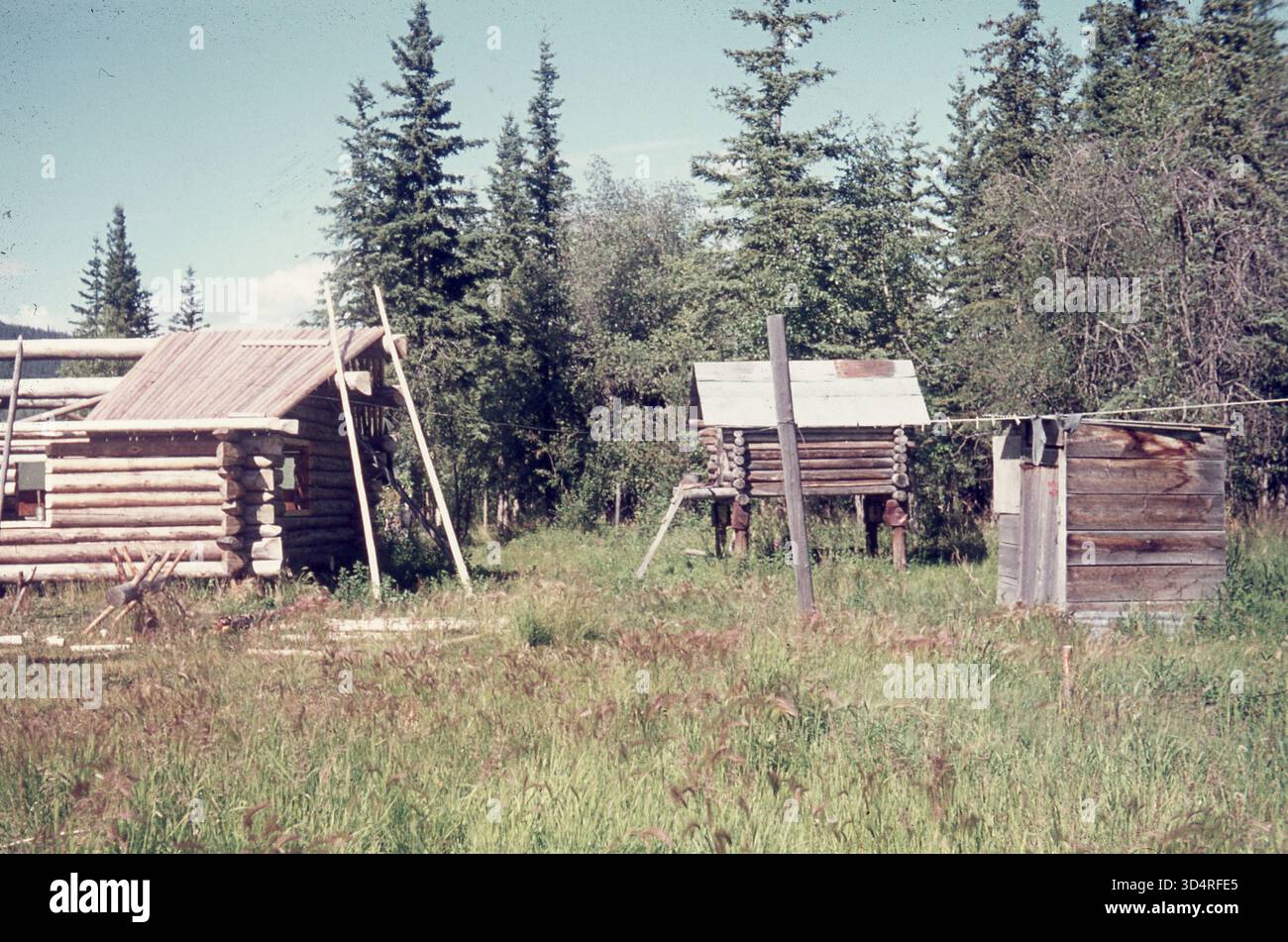 Rustic Outpost A rustic log cabin under construction stands amid tall spruce trees ...