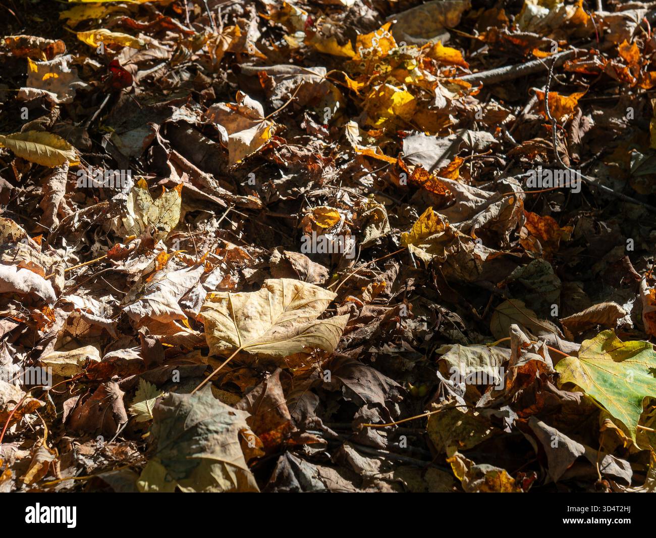Leaves on forest floor,Quebec,Canada Stock Photo