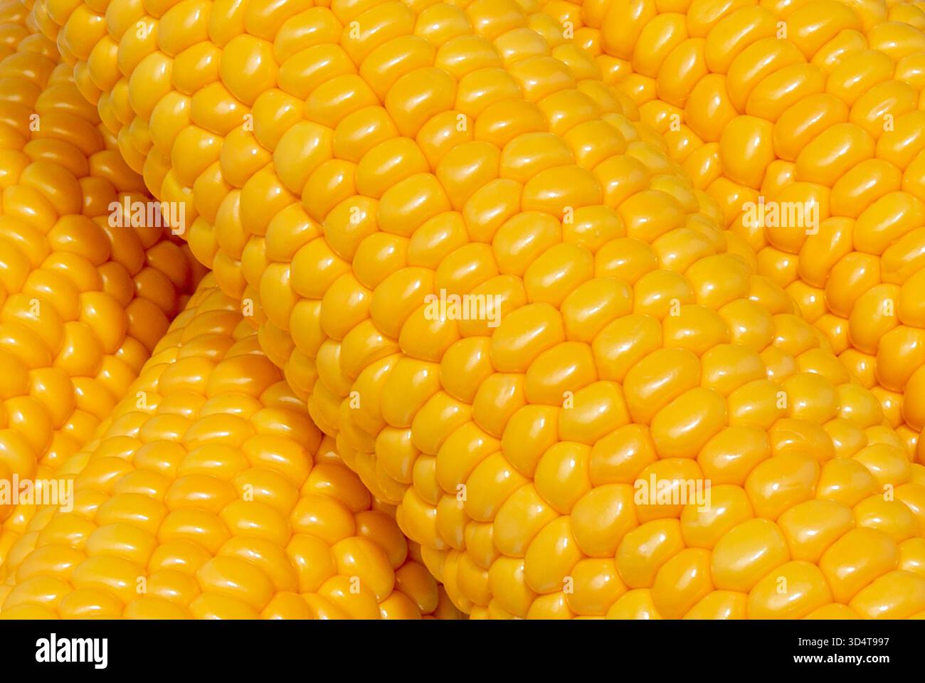 Maize cob or corn cob close up. Corn kernels on cob. Macro shot. Stock Photo