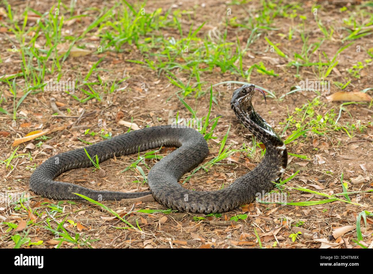 Rinkhals (Hemachatus haemachatus), also known as a ringhals or ring ...