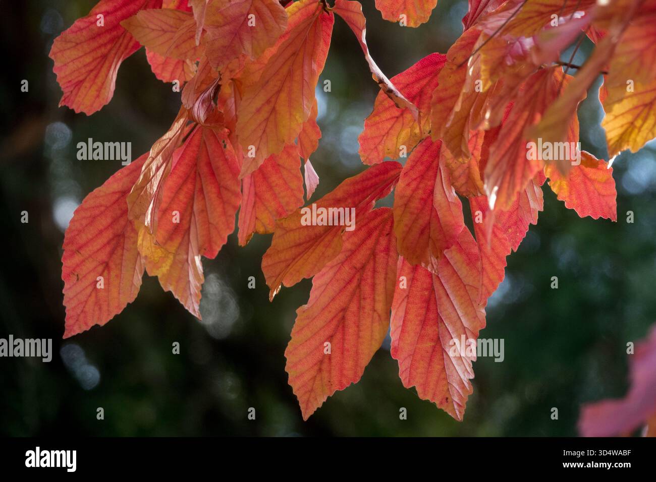 Persian Witch Hazel leaves Parrotia persica Autumn Stock Photo