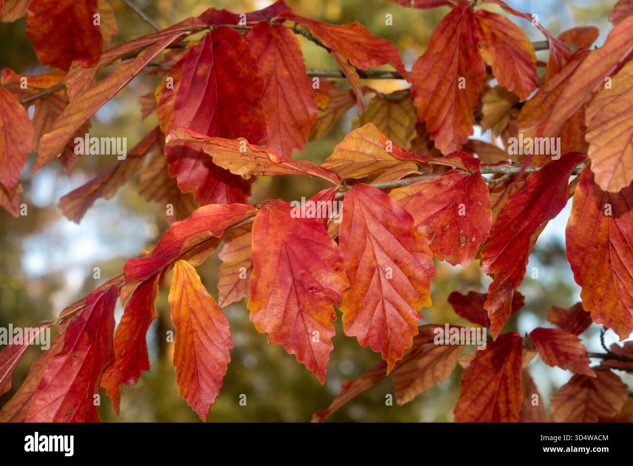 Parrotia persica foliage Autumn Stock Photo